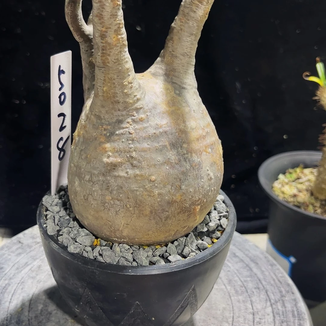 微瑕疵象芽宫5028介意的慎拍