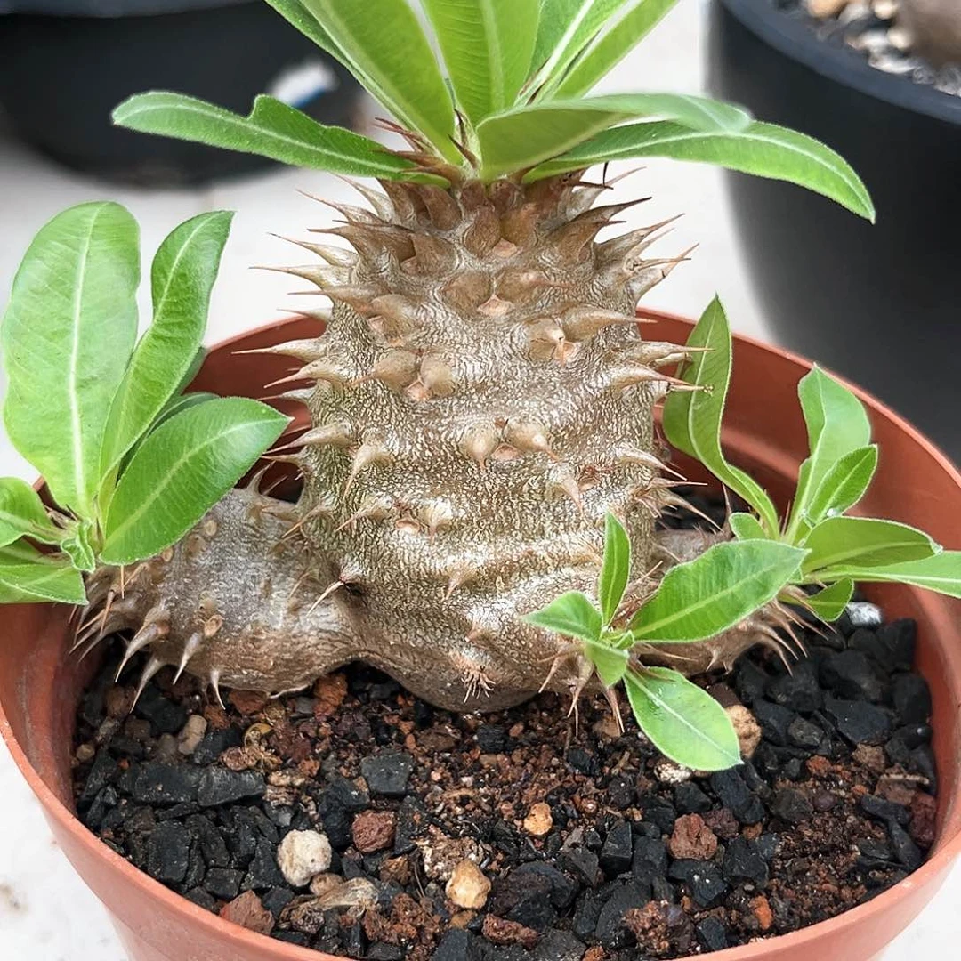潮流植物矮胖款魔界玉
