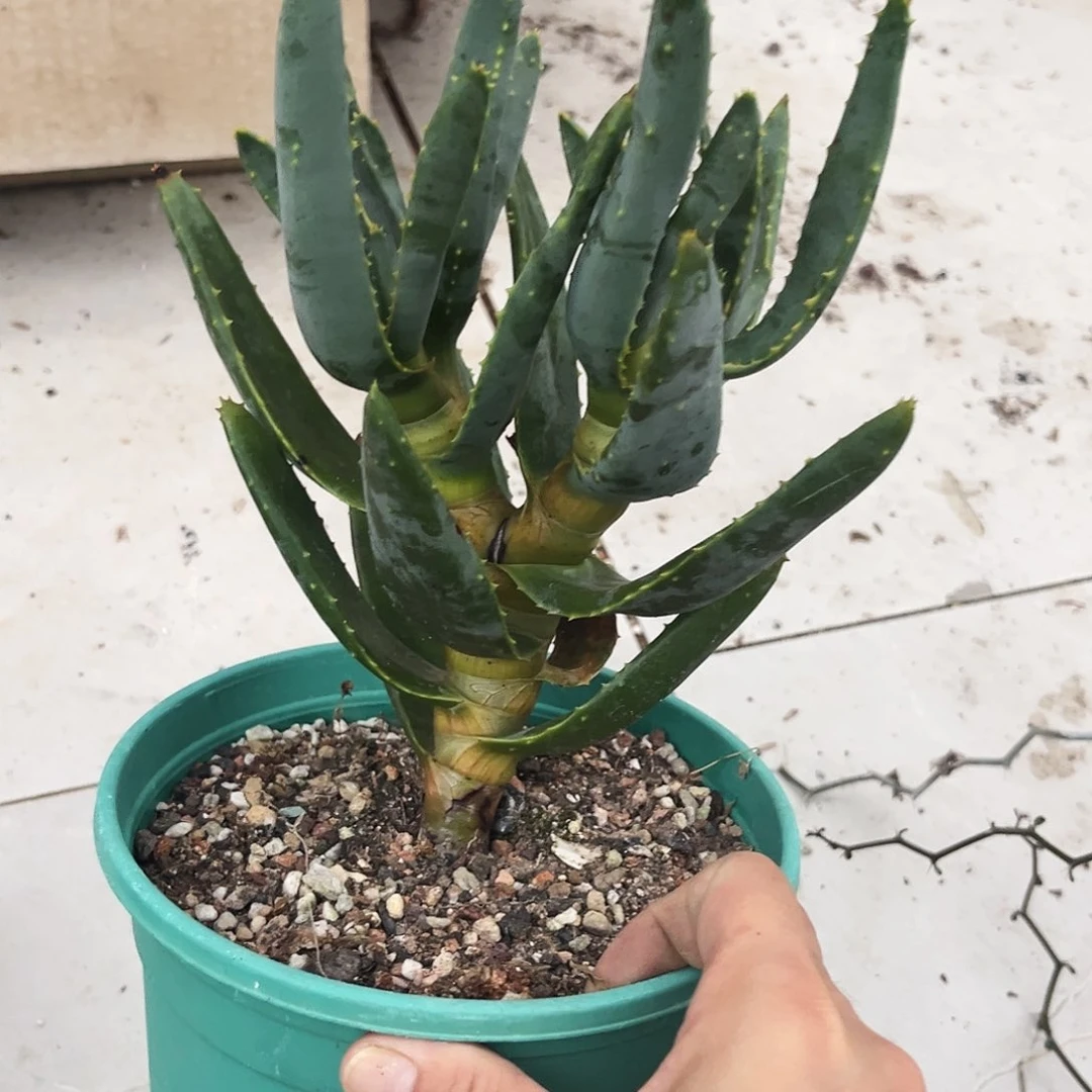 实生二歧芦荟福利价漏