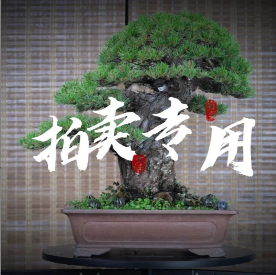 中景盆艺手绘花盆盆景销售付款下单