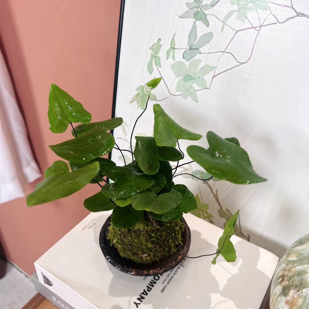 心愿蕨苔藓球微景观