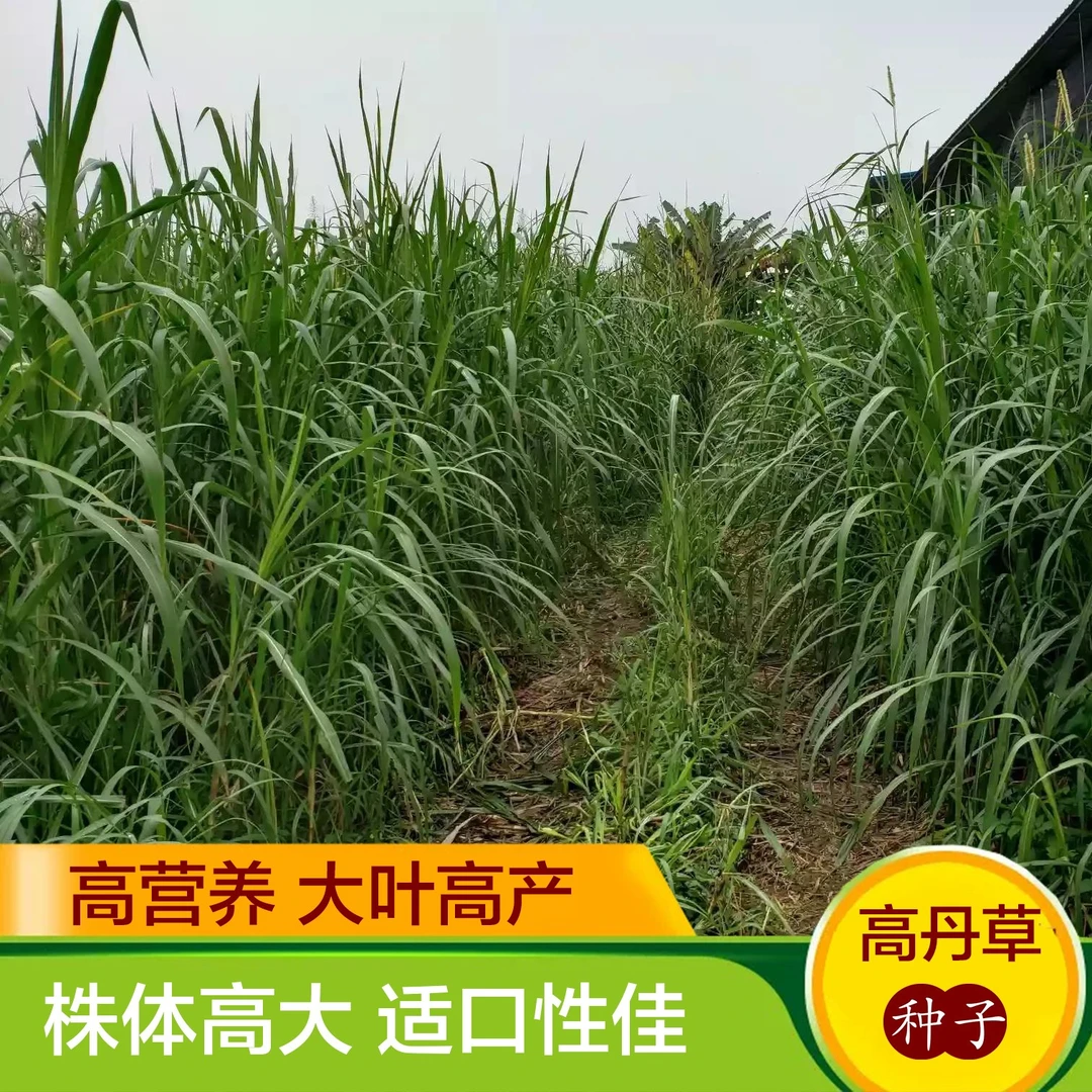 进口高产苏丹草种子高丹草种子 养殖牧草种子猪牛羊鱼渔草籽种籽