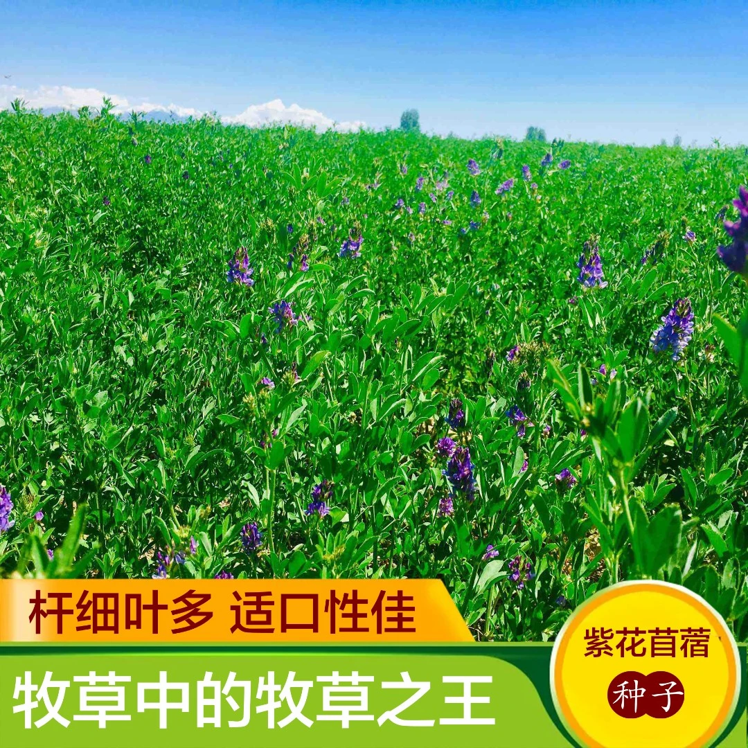 紫花苜蓿种子四季高产牧草籽多年生苜蓿草种子鸡鸭鹅牛羊鱼草种籽