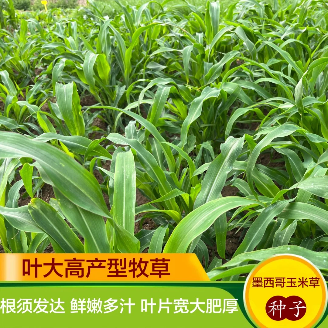 进口墨西哥玉米草种籽高产牧草种子养殖喂猪马牛羊鱼饲料草籽草种