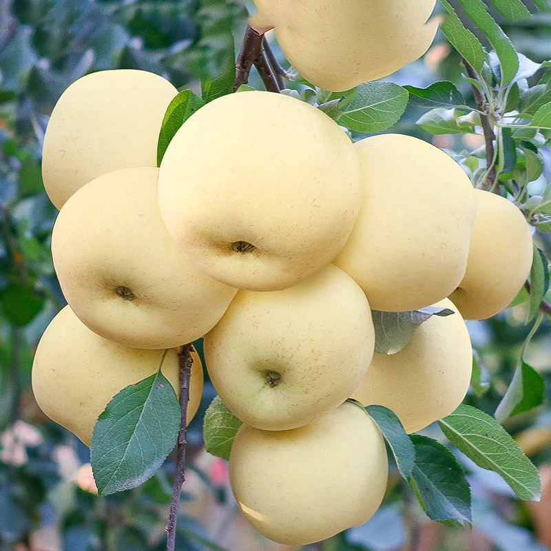 2025山东烟台栖霞奶油苹果新鲜水果黄金富士4.5斤9斤产地直发G5