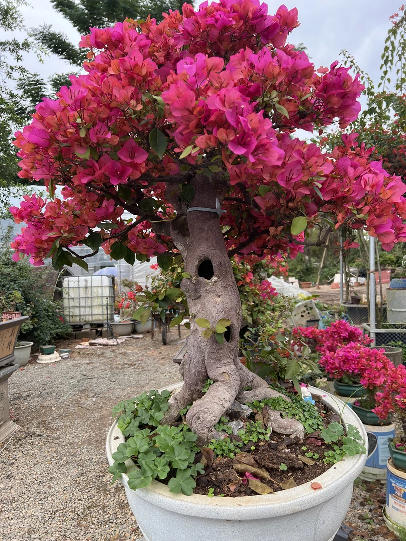 【绿银盆景】四季同安红大老桩大树造型