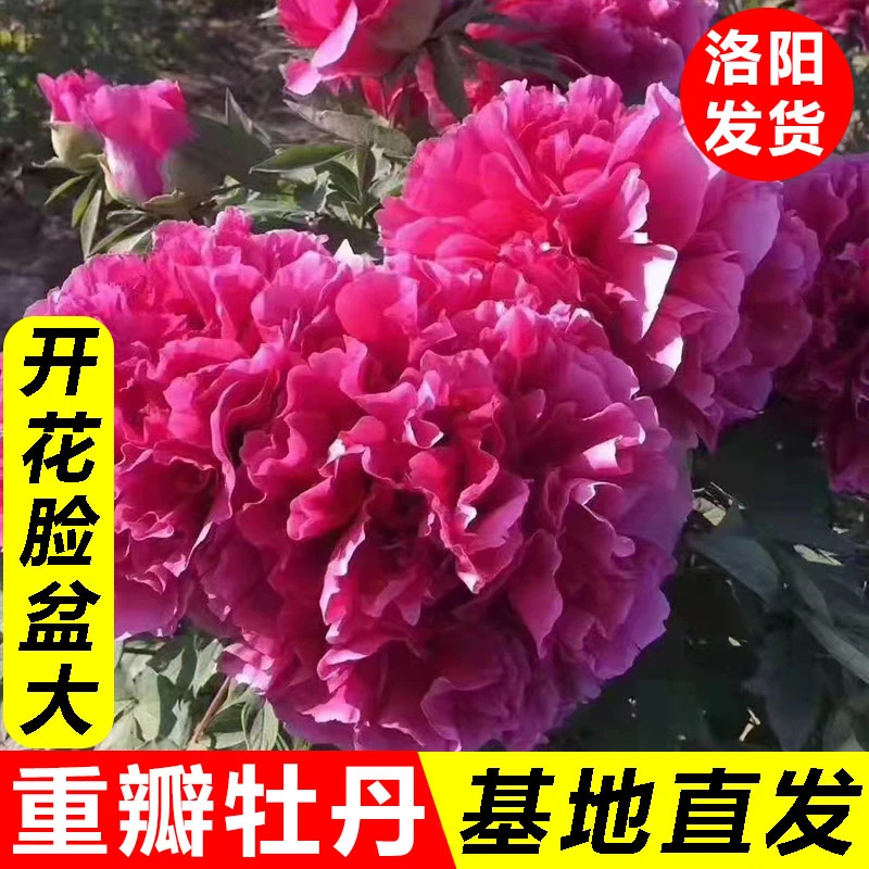 【带盆发货发货】洛阳观赏牡丹花苗多层重瓣大花多样花色耐寒