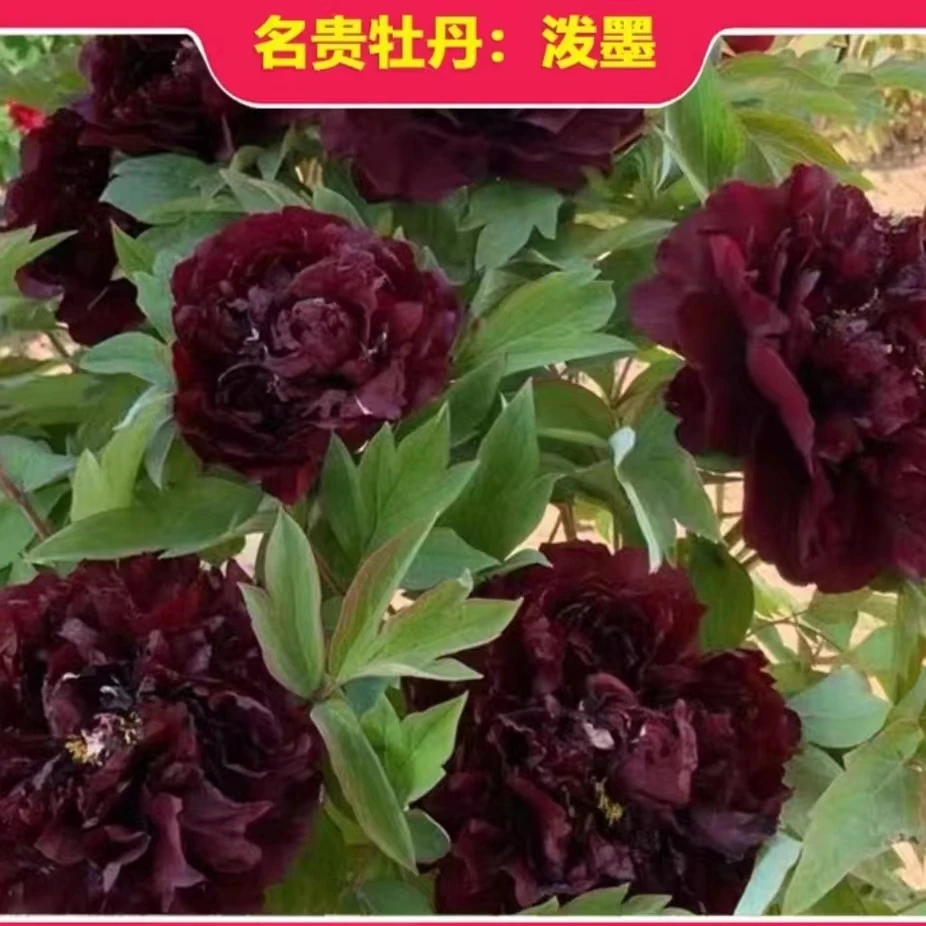 【泼墨牡丹】-正品开花大花牡丹夏季-耐寒好成活花大