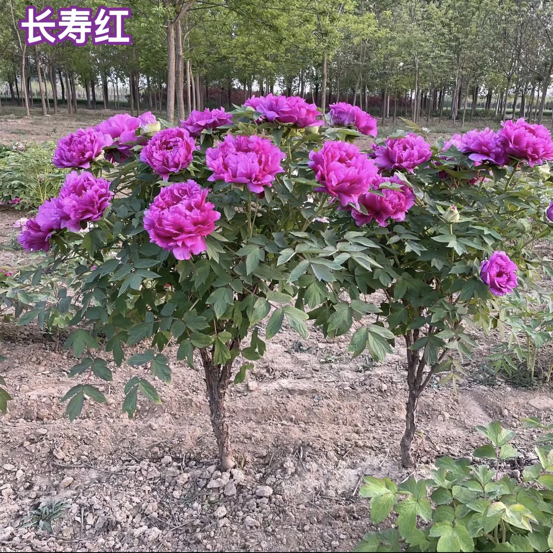 长寿红牡丹-正品开花大花牡丹夏季-耐寒好成活花大色艳重瓣牡丹