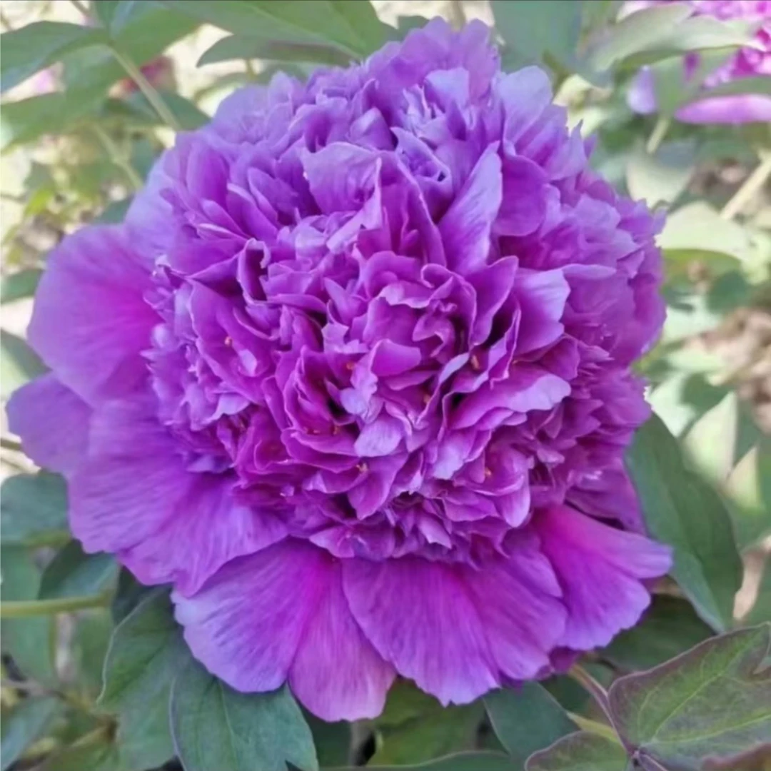 【魏紫】洛阳五年老桩苗四大名品千层观赏牡丹