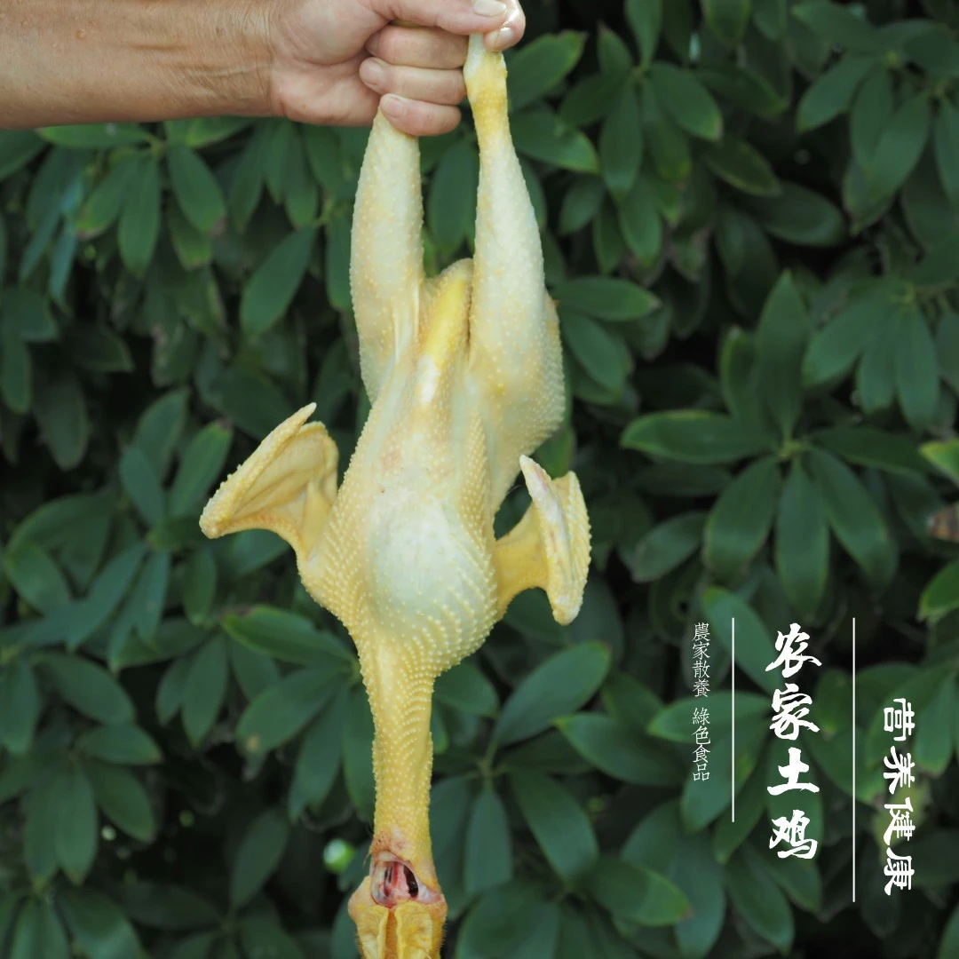 农家散养土鸡子公鸡 冷链包邮  现场称重