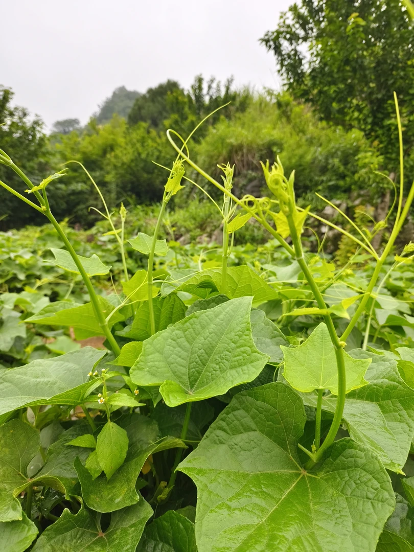 佛手瓜尖贵州正宗农家新鲜佛手瓜嫩尖龙须菜洋瓜尖现摘现发包邮