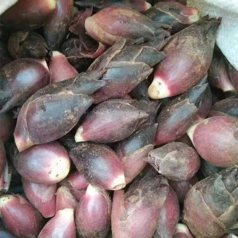 贵州洋荷农家现掰新鲜洋荷带泥洋荷姜500克包邮炒腊肉清香深山