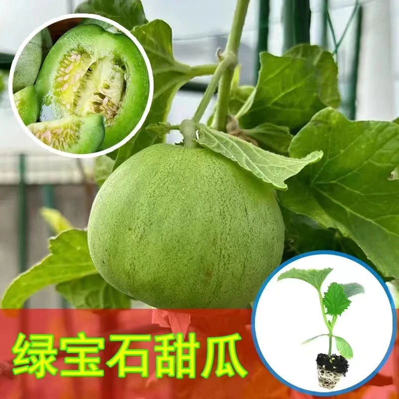 【9.9元15棵】绿宝石甜瓜苗羊角蜜香瓜苗早熟超甜盆栽水果直生苗