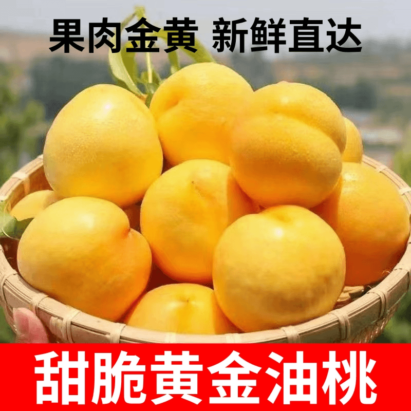 【刘刘家专属】正宗山东蒙阴黄金油桃中甜微酸越放越香新鲜香甜