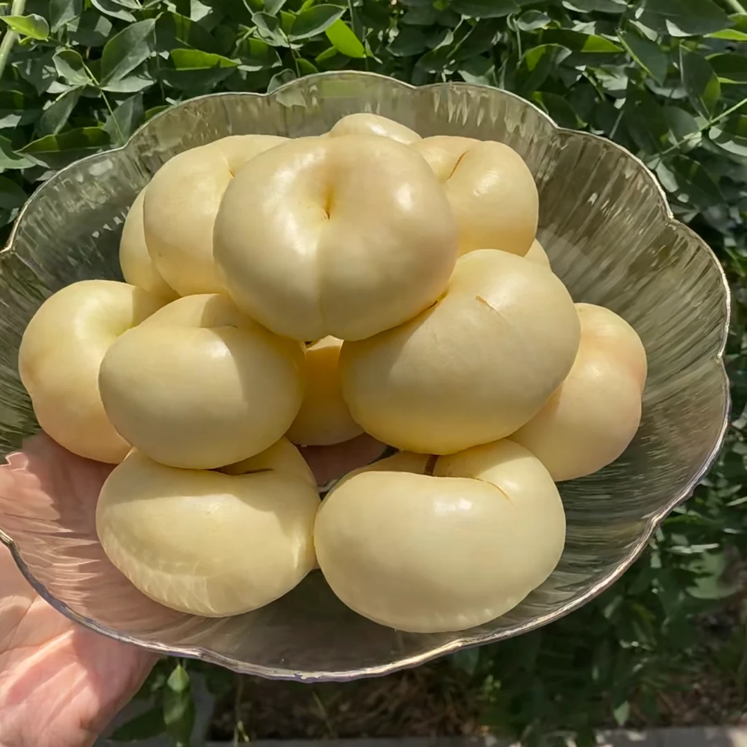 山东蒙阴·奶油蟠桃桃子界中的“爱马仕”