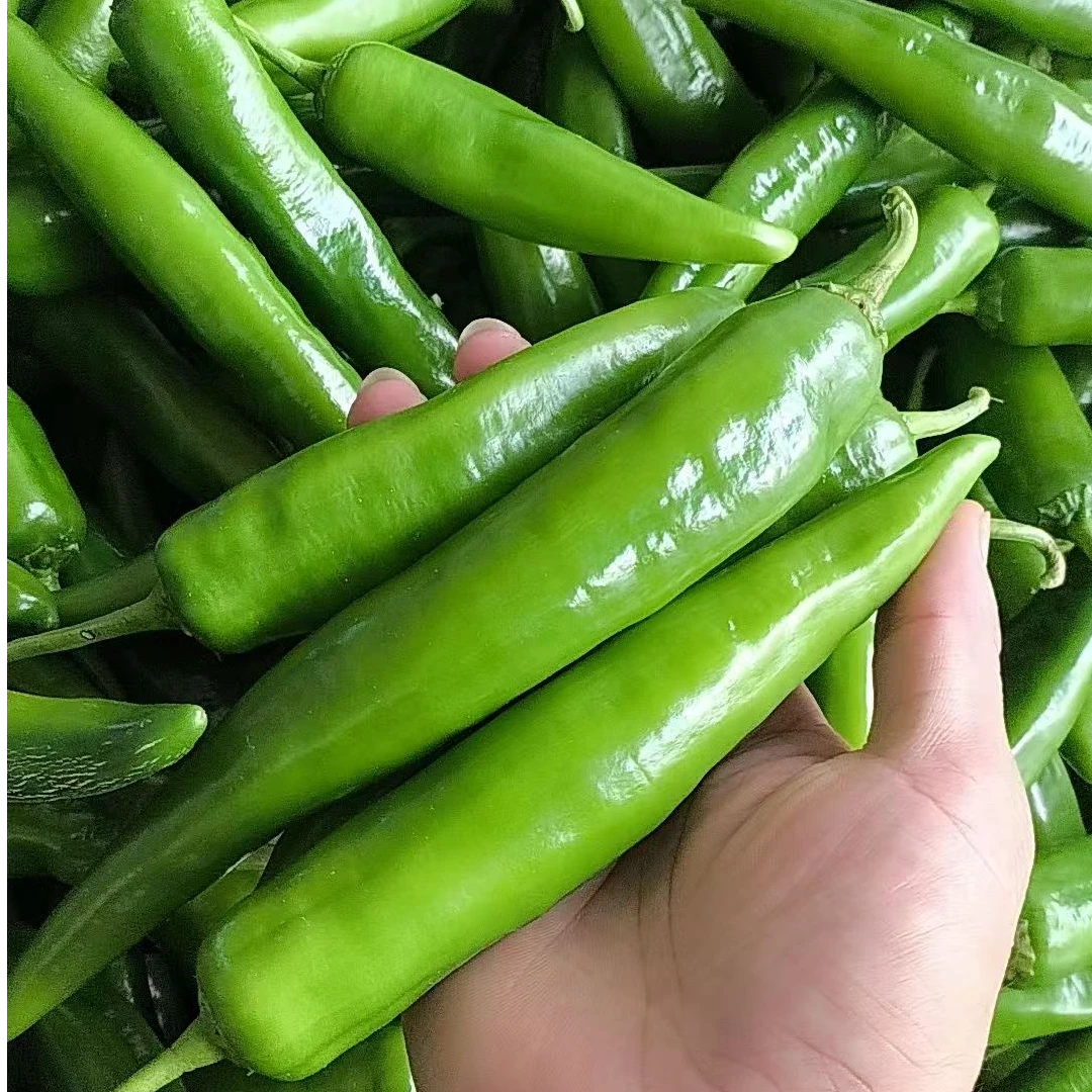 湖南省郴州市汝城文明瑶族乡青椒农家辣椒大青椒直发