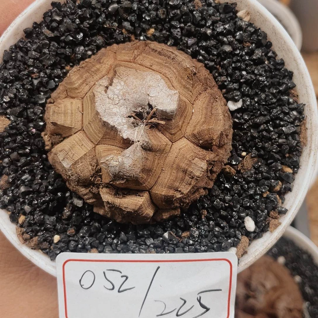 龟甲龙一物一拍052