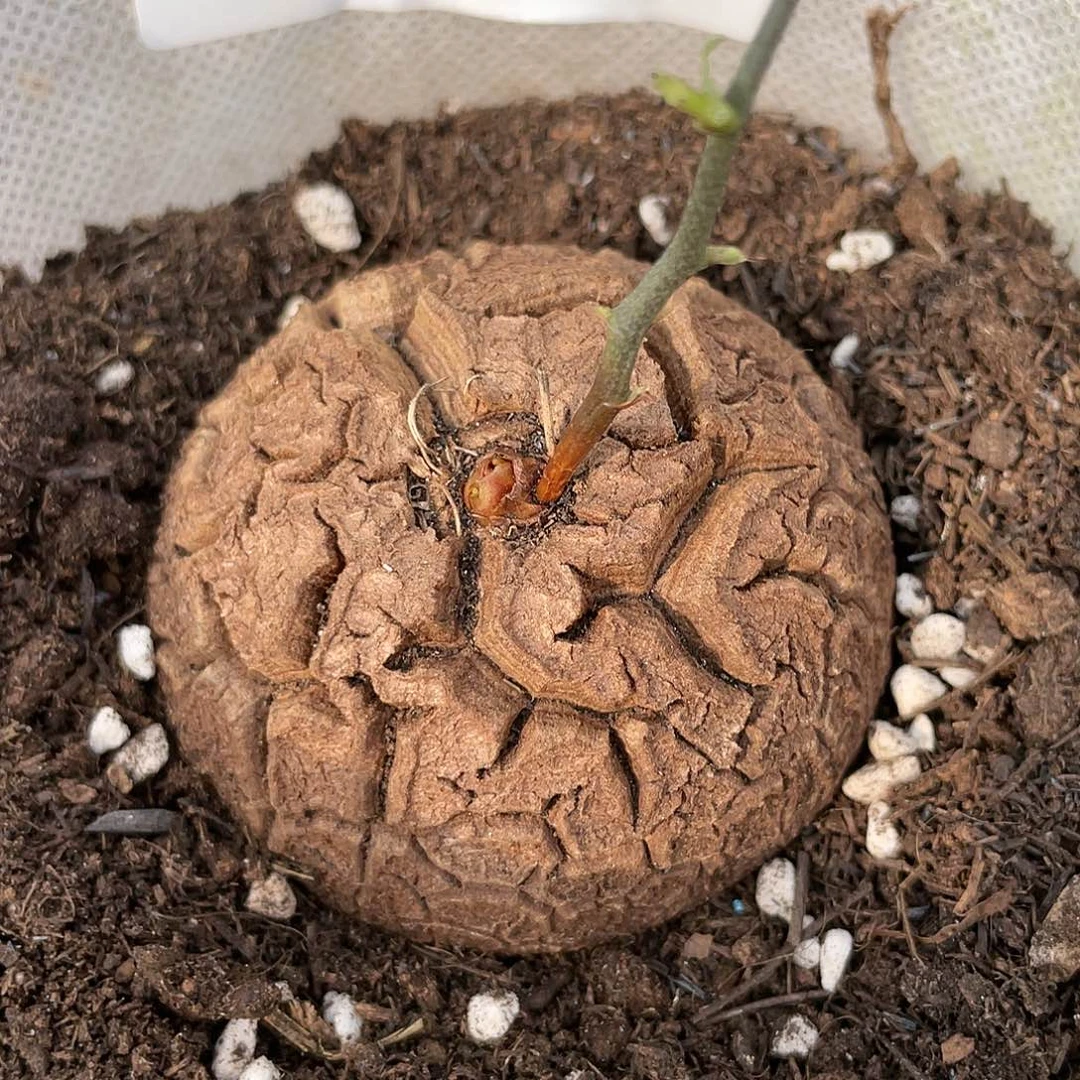 龟甲龙一物一拍2514号6.3cm