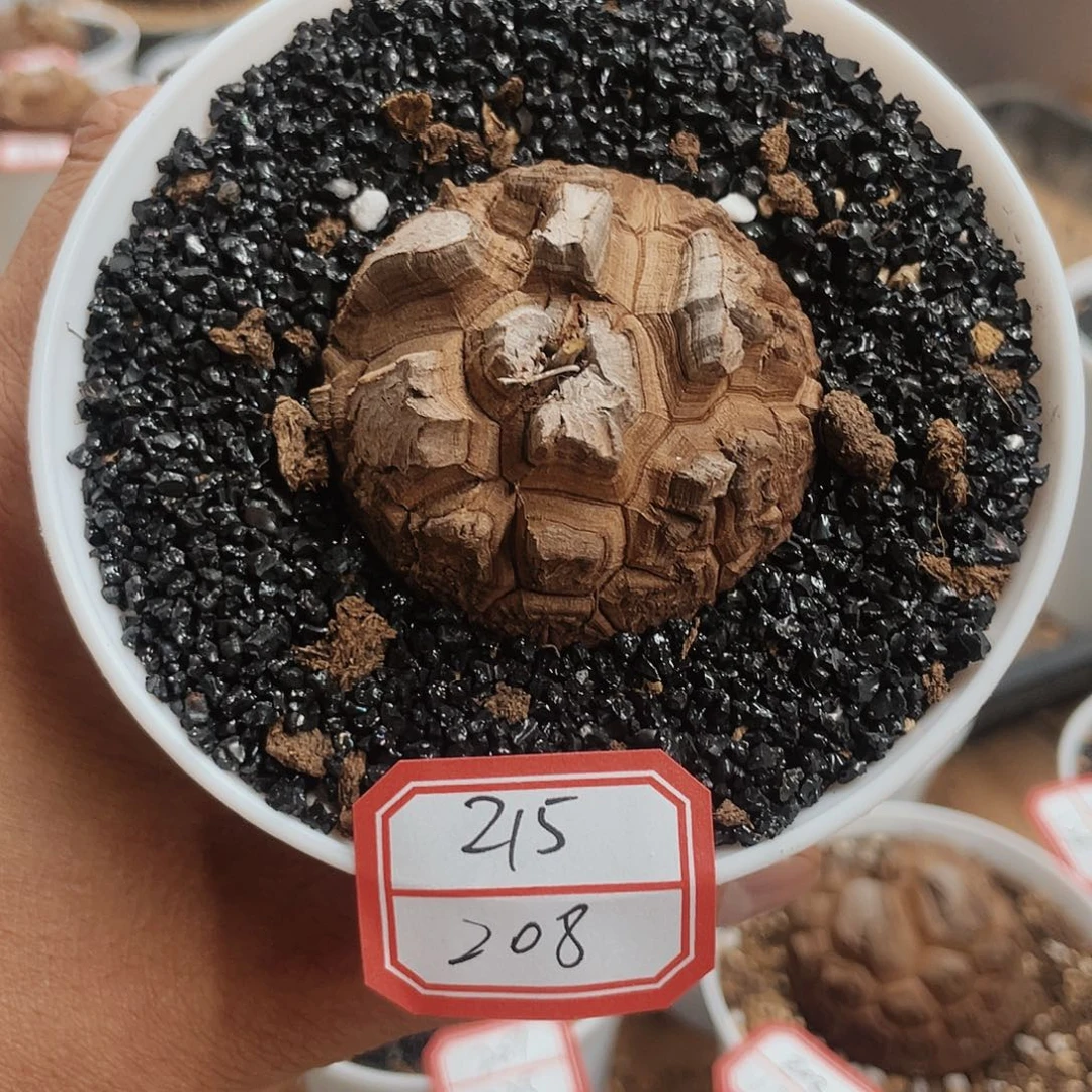 龟甲龙一物一拍215
