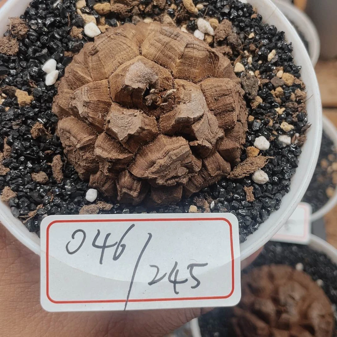 龟甲龙一物一拍046