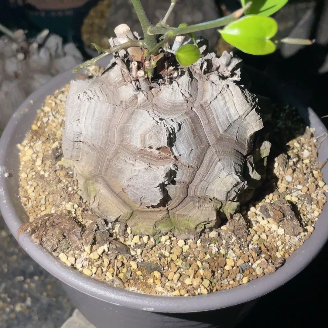 龟甲龙一物一拍3616号9.5cm