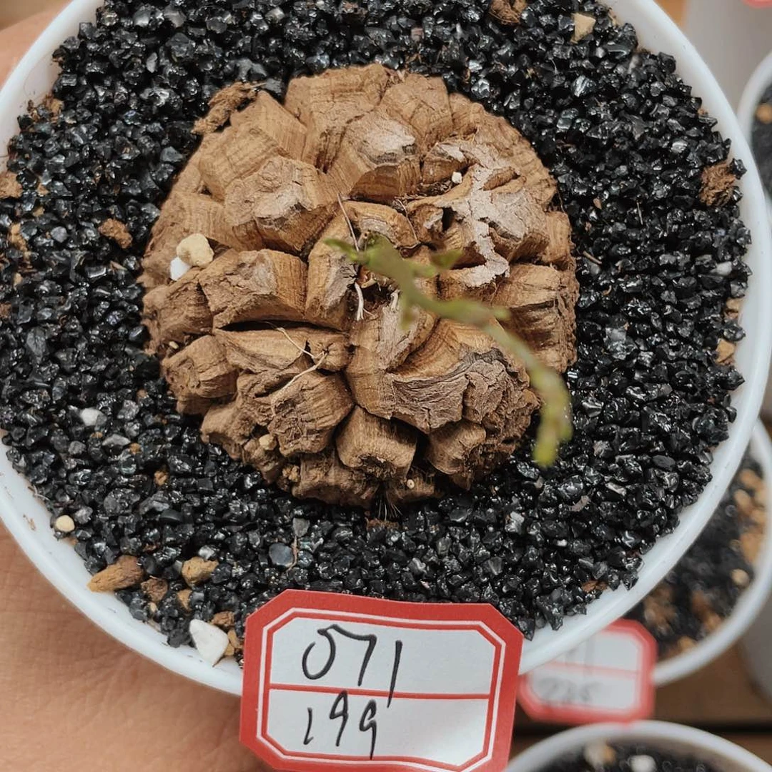 龟甲龙一物一拍071