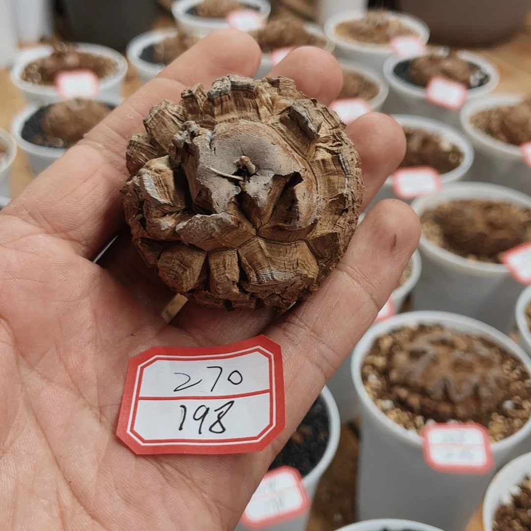 龟甲龙一物一拍270
