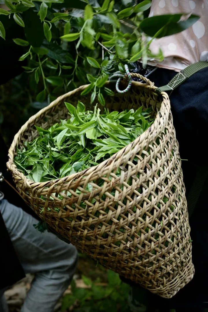 2023年（易武天门山）红茶饼茶200克一饼