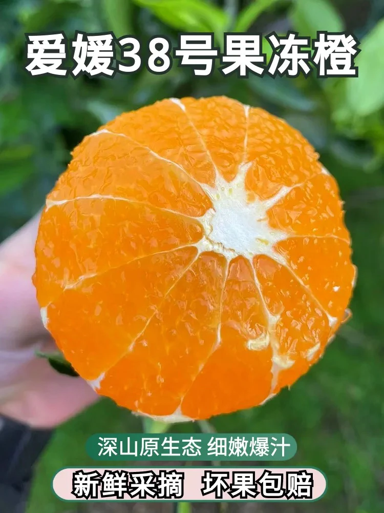 蒲江爱媛38号果冻橙
