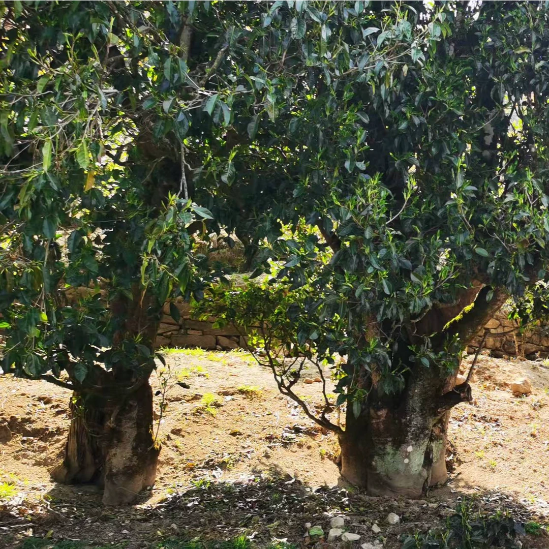 2025年头春头采乔木古树晒青绿茶