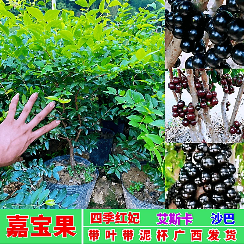 嘉宝果沙巴艾斯卡红妃四季结果高产矮化南方盆栽地栽种植带土发货