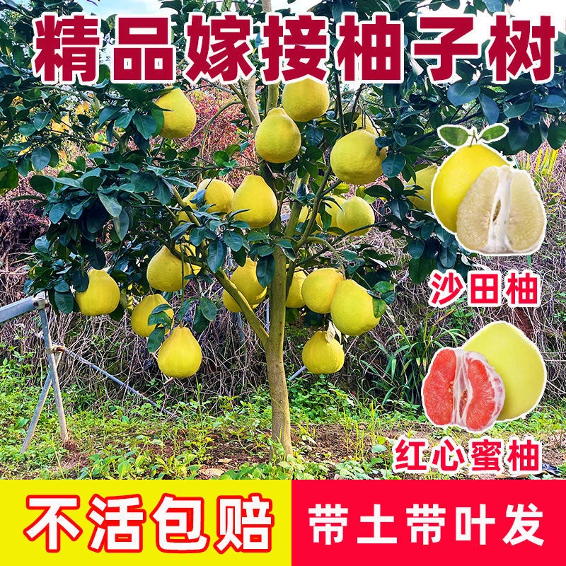 柚子树苗嫁接沙田柚桂白红肉三红蜜柚盆栽地栽泰国红宝石带土带叶