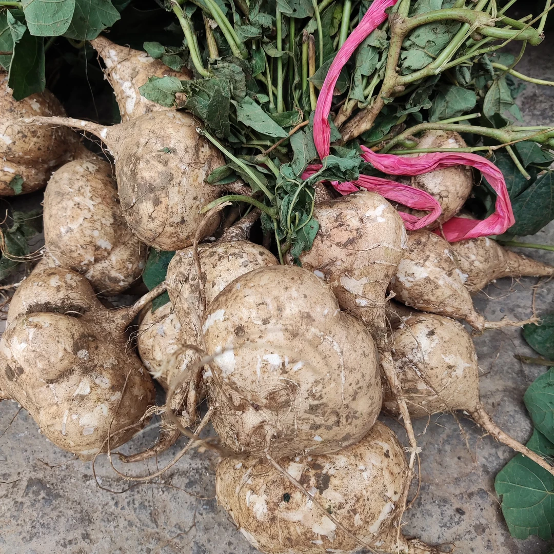 贵州本地对江地萝卜5斤不售后