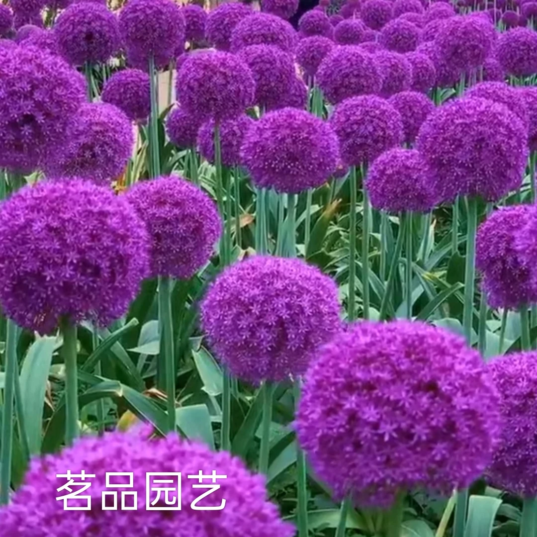 进口大花葱种球紫色球形花卉，耐寒花期长，新疆西藏不发货