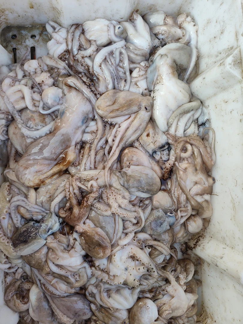 北海侨港电建码头八爪鱼