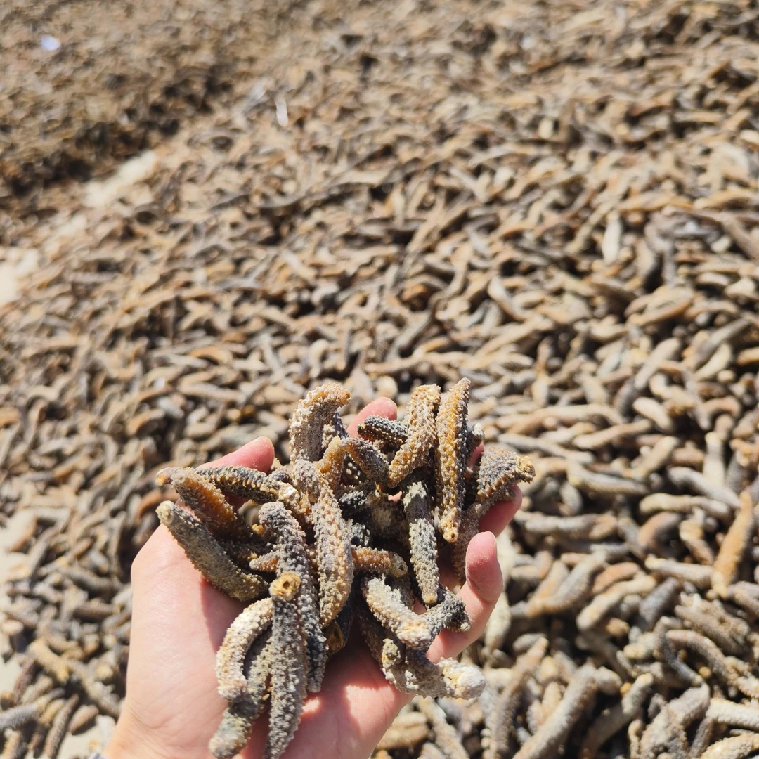 印尼小刺参海参干货印尼黑刺参孕妇级特价正宗刺参纯淡干海参