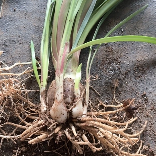 双梦带侧捡漏价带土