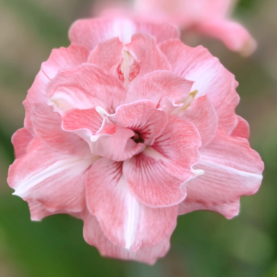 「兰尼」朱顶红花卉绿植鲜花阳台园艺室内景观耐旱常绿