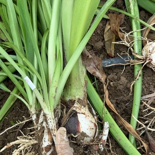 杂交坨坨开花无售后