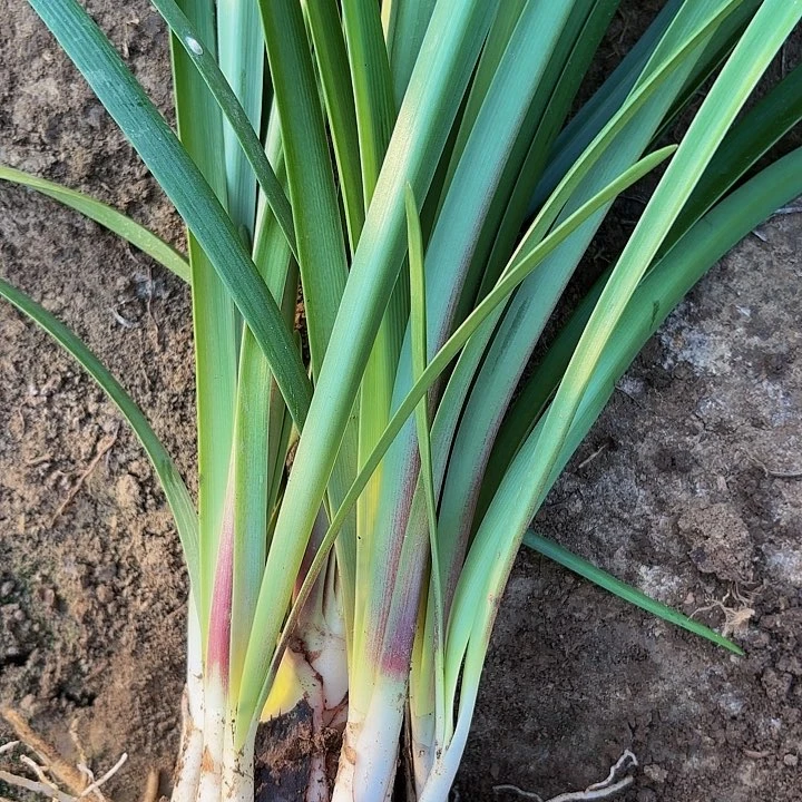 双梦有棒带土发货