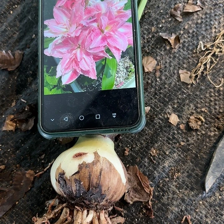 闪亮5.5左右带土剪叶