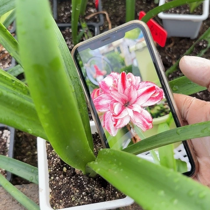 昨日重现原盆原土2+