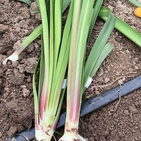 非****?一棵神奇一棵达克斯籽播开花无售