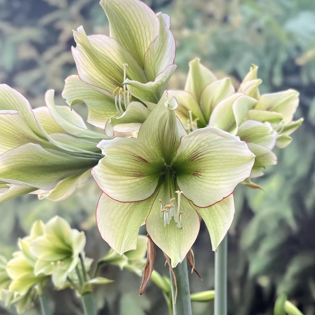 「涂鸦」朱顶红花卉绿植鲜花阳台园艺室内景观耐旱常绿种植