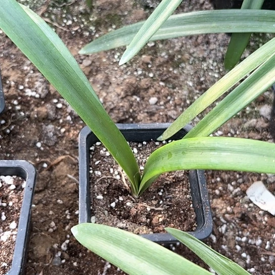 安吉拉原盆原土发货