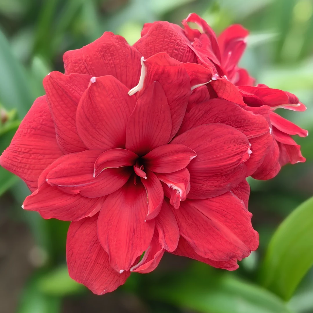 「樱桃妮芙」朱顶红花卉绿植盆栽四季种植阳台室内造景