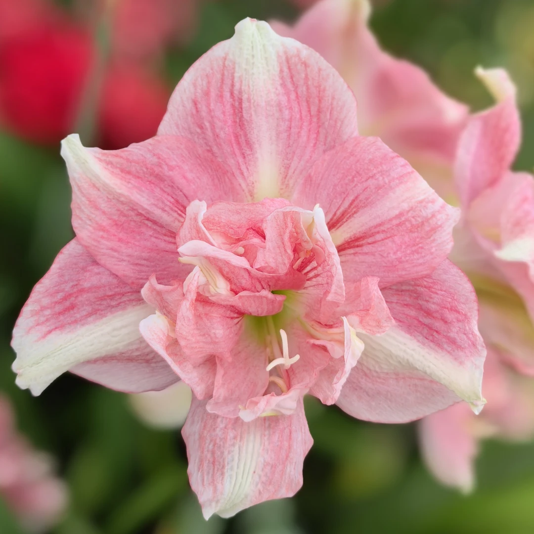 「玫瑰花样」朱顶红花卉绿植鲜花阳台园艺室内景观耐旱常绿