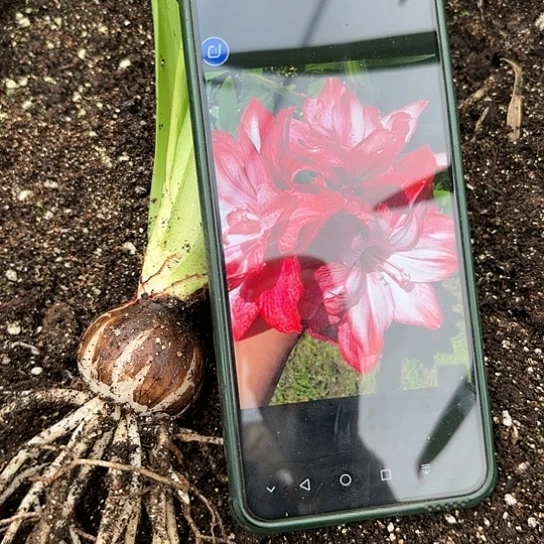 物华天宝3.5左右带土