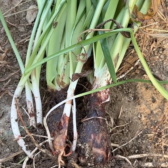 涂鸦有标带土发货